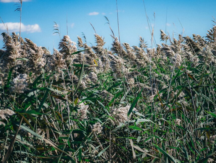 BudZOOka Cannabis Dispensary Serving Hillside, NJ & the Surrounding Communities